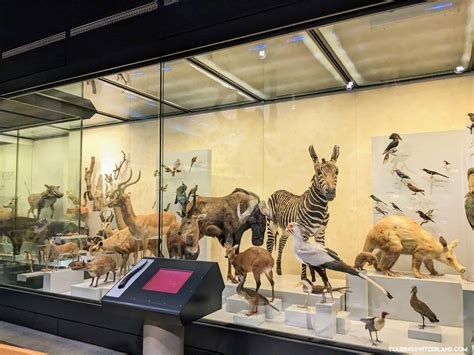 Zoölogisch Museum van Oxford: Een wonderlijke reis door de dierenwereld!